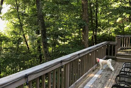 Wintergreen Retreat: Steps to Great Hiking on the Appalachain Trail - Wintergreen Resort, Virginia