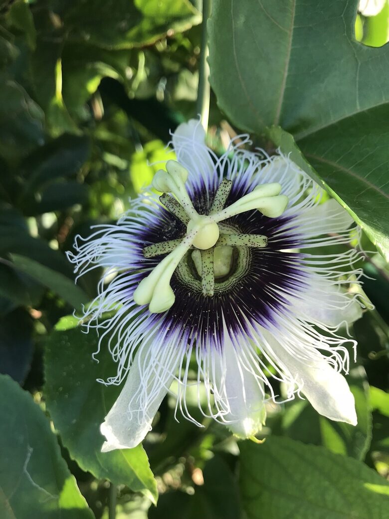 Beautiful 4 Bedroom Waterfront villa in Long Bay, Antigua - St philip's Parish, Antigua and Barbuda