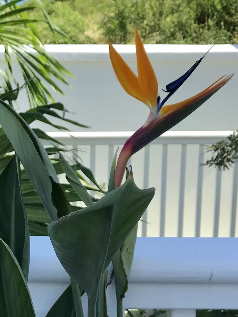 Beautiful 4 Bedroom Waterfront villa in Long Bay, Antigua - St philip's Parish, Antigua and Barbuda