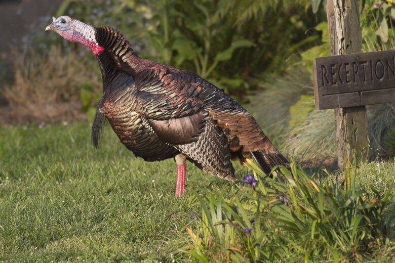 A King Room at the Brewery Gulch Inn & Spa (EH) - Mendocino, California