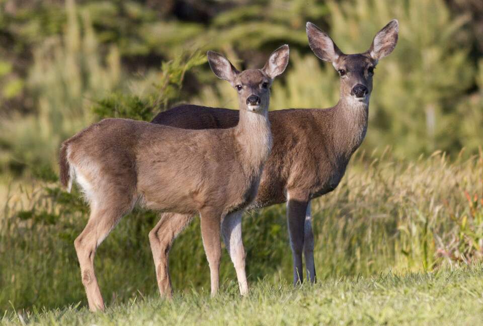 A King Room at the Brewery Gulch Inn & Spa (EH) - Mendocino, California