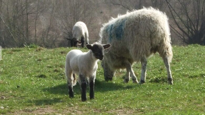 The Teachers House - Near Shipston-on-Stour, United Kingdom