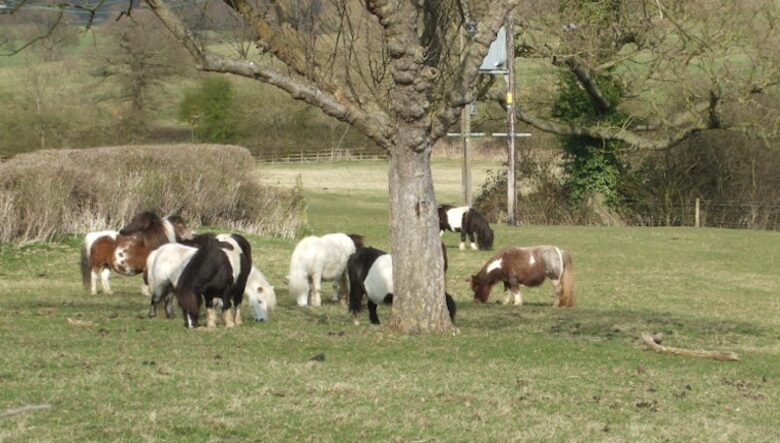 The Teachers House - Near Shipston-on-Stour, United Kingdom