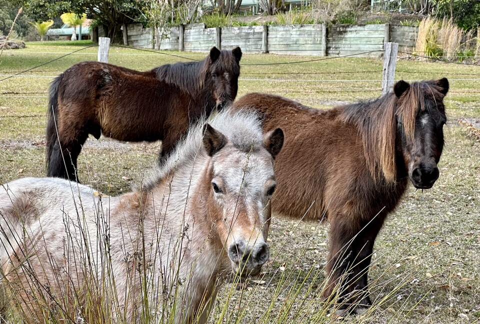 Sutherland Downs - Coomba Bay, Australia