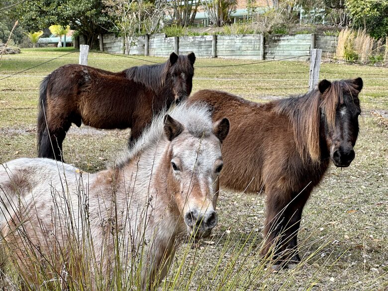Sutherland Downs - Coomba Bay, Australia