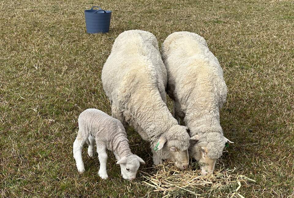 Sutherland Downs - Coomba Bay, Australia