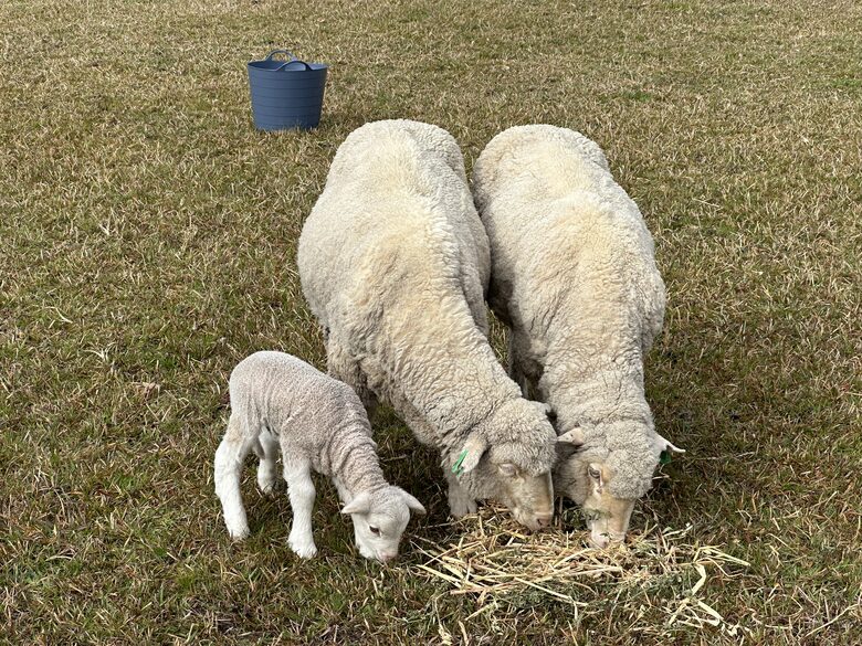 Sutherland Downs - Coomba Bay, Australia
