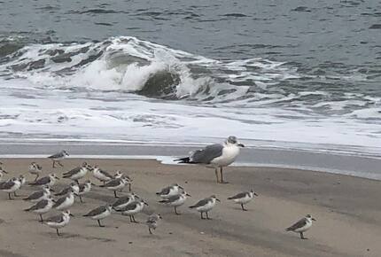 South End Beach Retreat | 1st floor duplex w/incredible views, short walk to beach - Ocean City, New Jersey