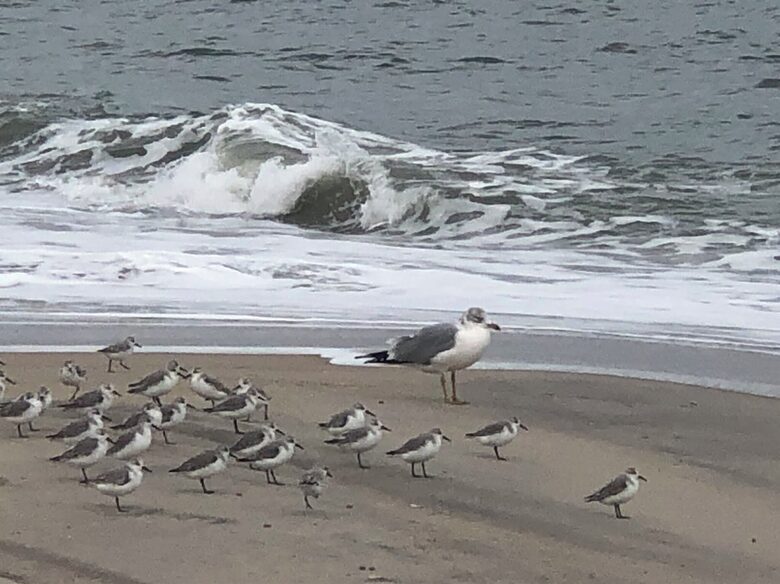 South End Beach Retreat | 1st floor duplex w/incredible views, short walk to beach - Ocean City, New Jersey