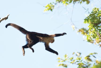 White Face Monkeys and Howler Monkeys are regular visitors