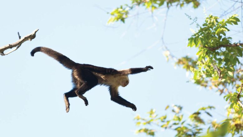 White Face Monkeys and Howler Monkeys are regular visitors