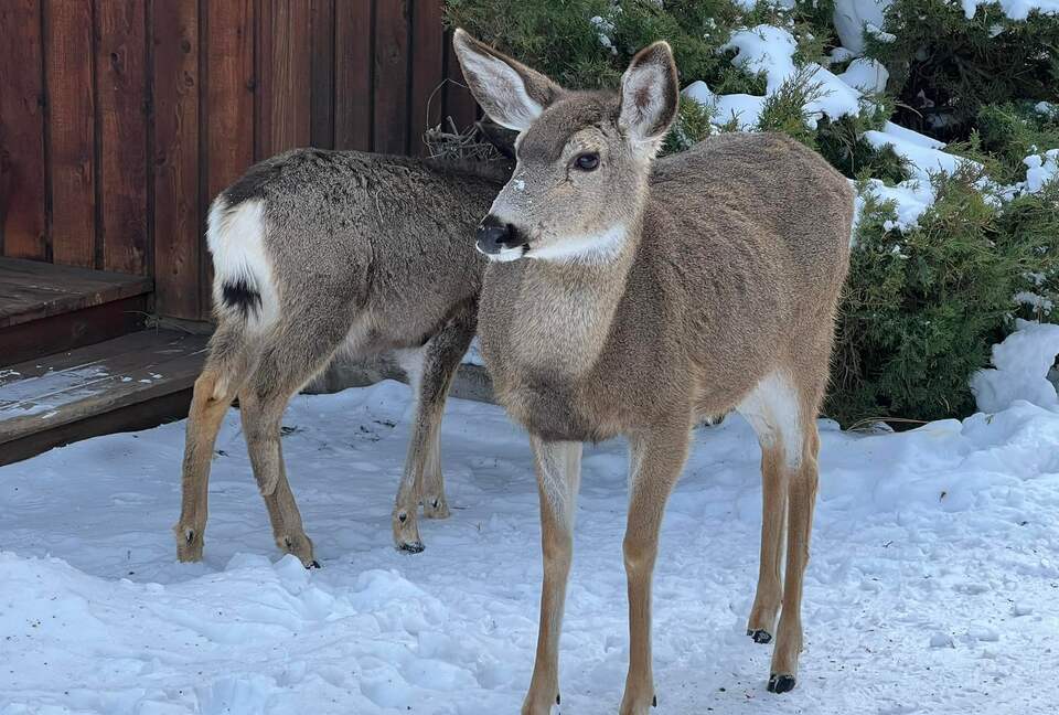 Cabin in Metolius River Resort | Outdoor haven for golfers, adventure, and nature enthusiasts - Camp Sherman, Oregon