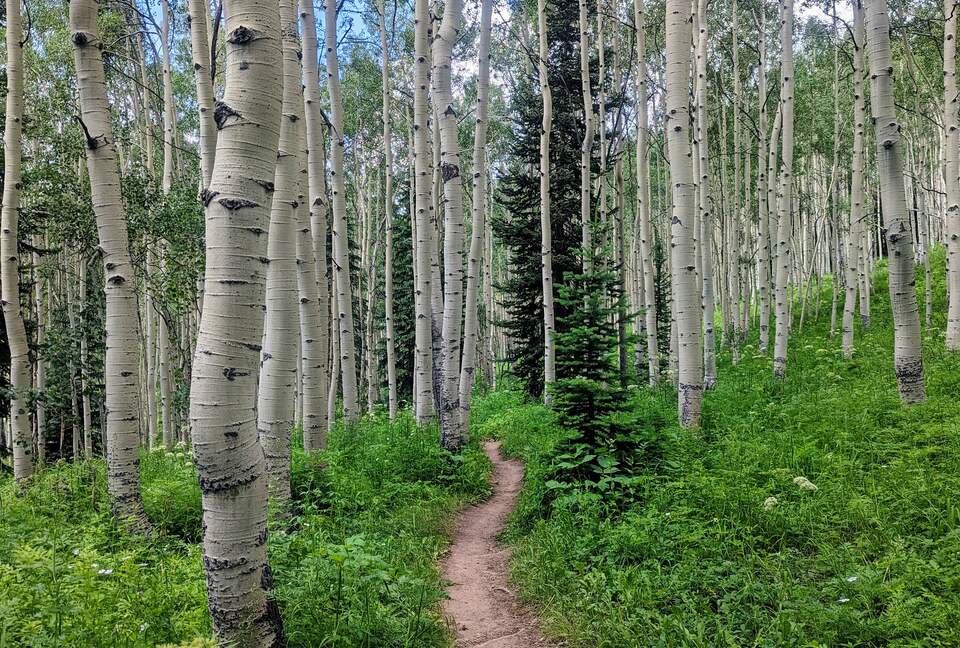 New Mountain Modern Home in the Trees - Crested Butte, Colorado