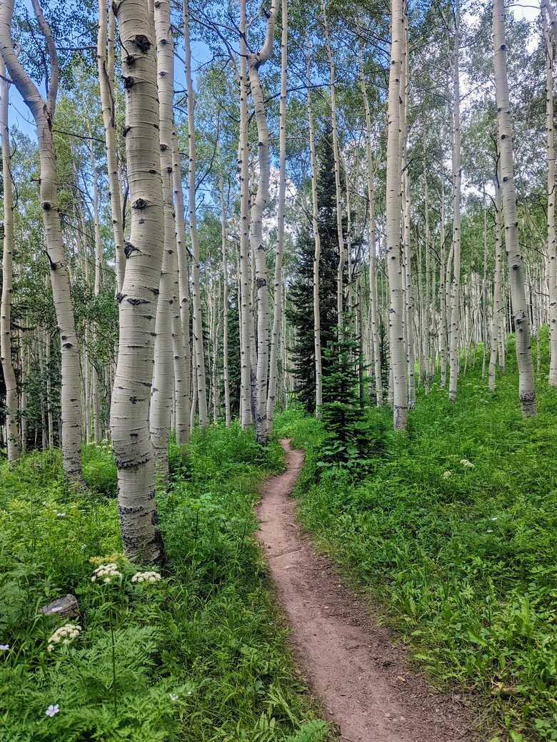 New Mountain Modern Home in the Trees - Crested Butte, Colorado