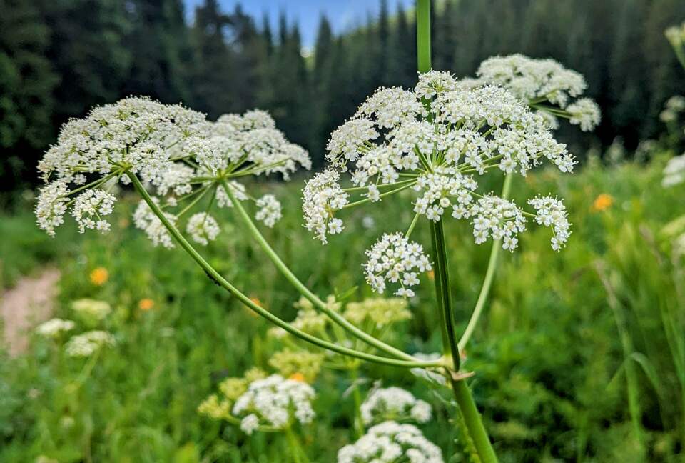 New Mountain Modern Home in the Trees - Crested Butte, Colorado