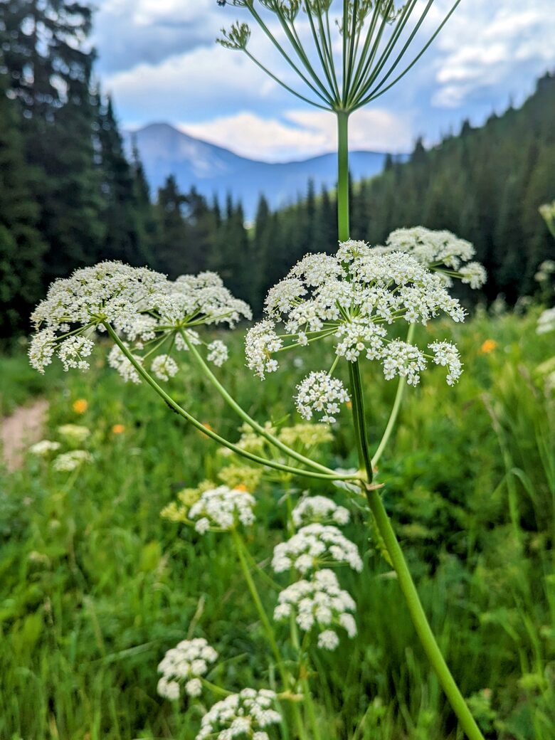 New Mountain Modern Home in the Trees - Crested Butte, Colorado
