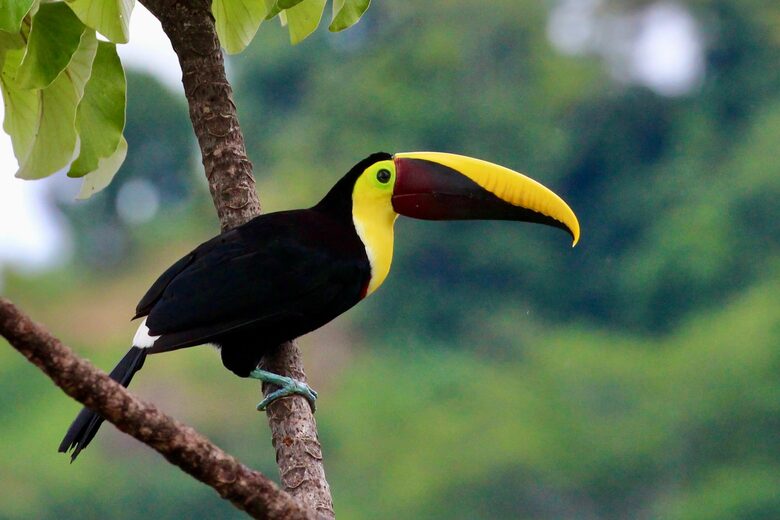 Topanga Villa - Ojochal, Costa Rica