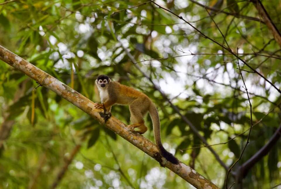 Topanga Villa - Ojochal, Costa Rica