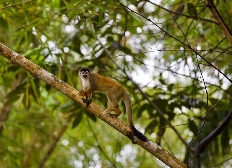 Topanga Villa - Ojochal, Costa Rica
