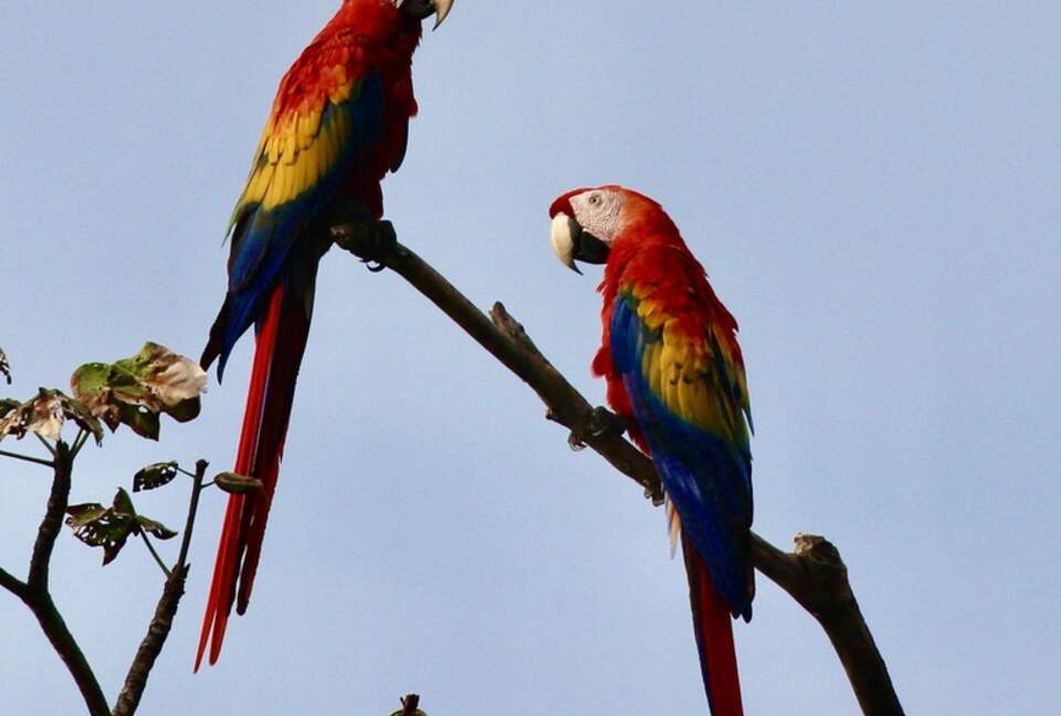 Topanga Villa - Ojochal, Costa Rica