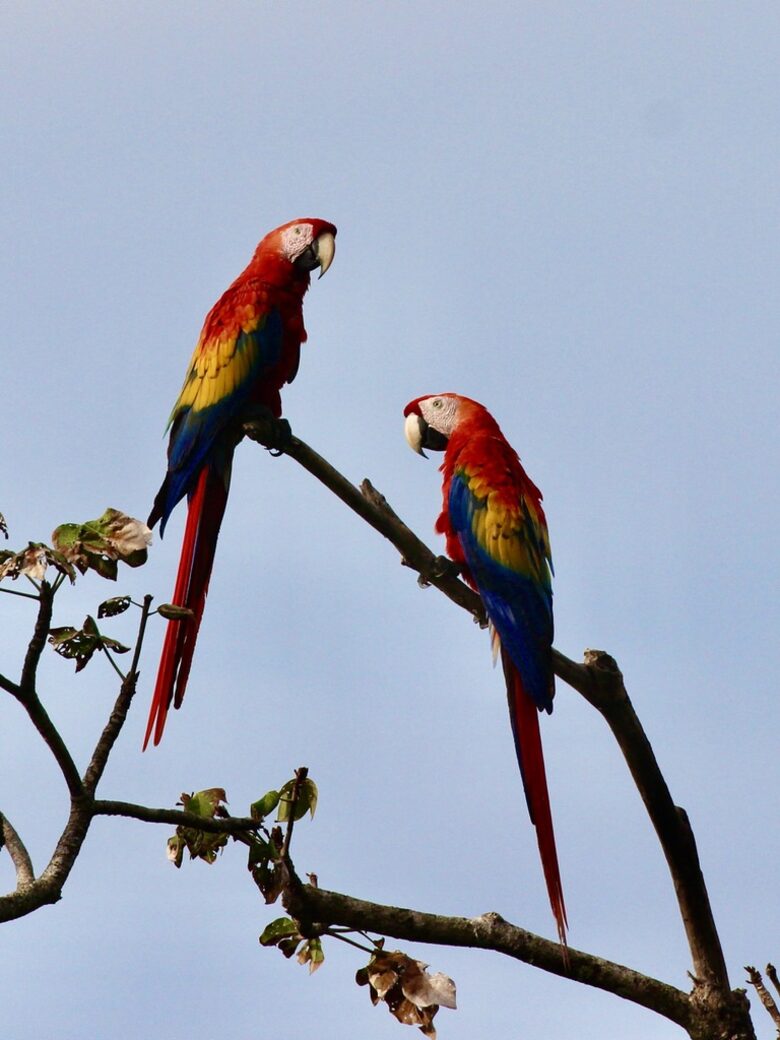 Topanga Villa - Ojochal, Costa Rica