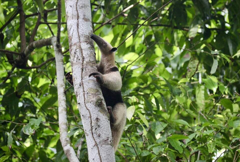 Topanga Villa - Ojochal, Costa Rica