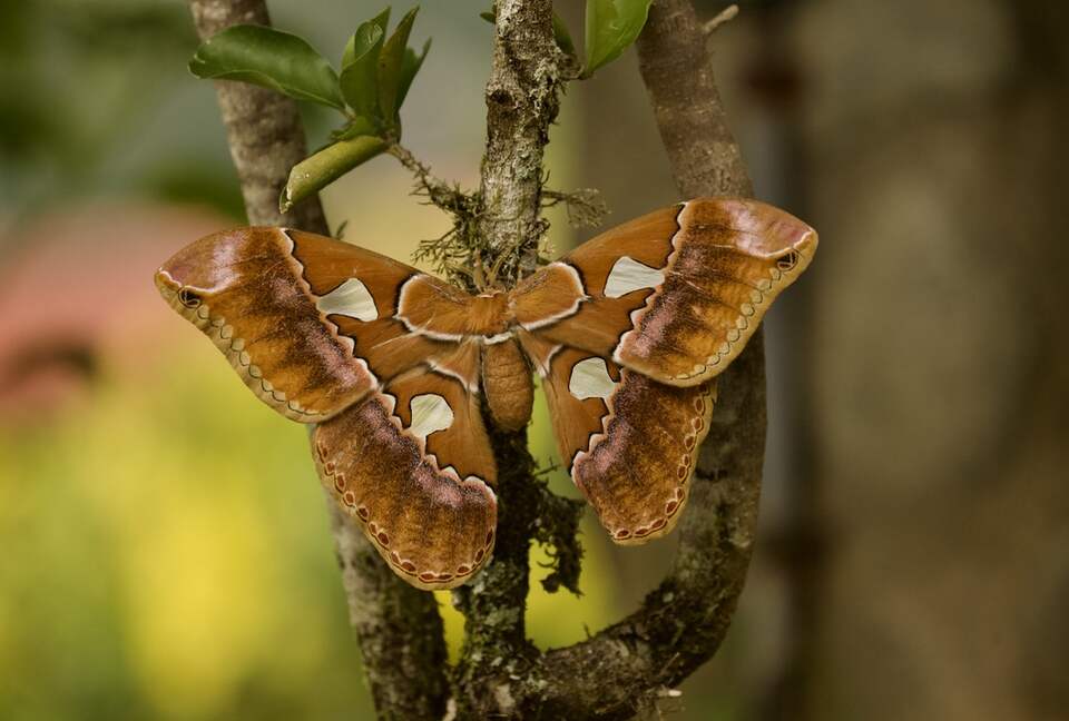 Topanga Villa - Ojochal, Costa Rica