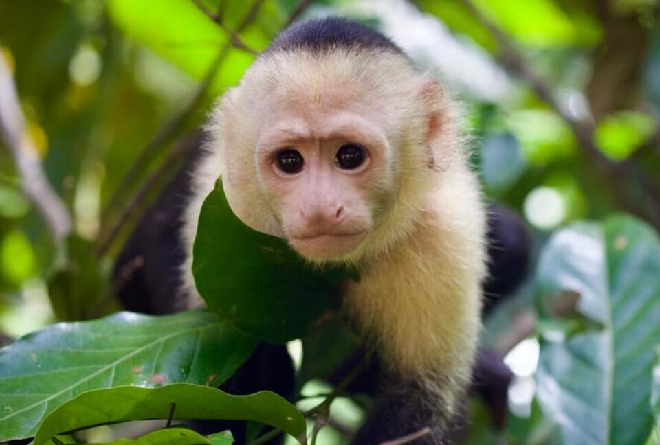 Topanga Villa - Ojochal, Costa Rica