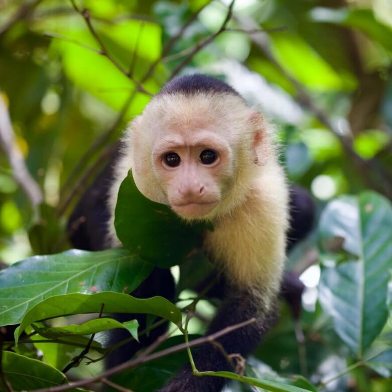 Topanga Villa - Ojochal, Costa Rica