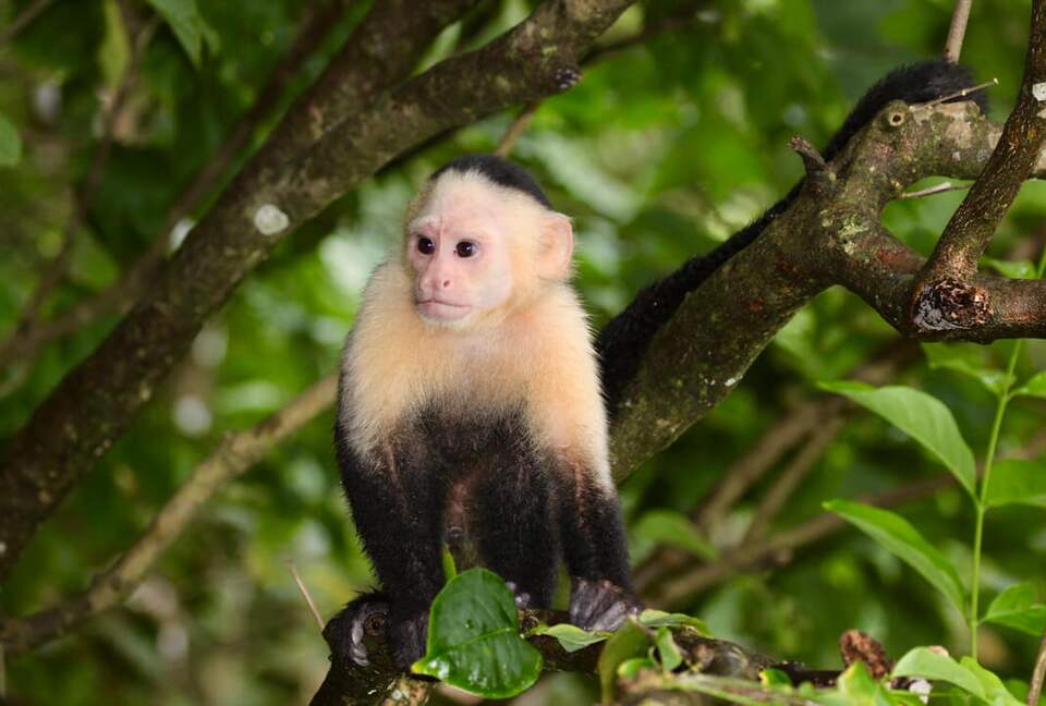 Topanga Villa - Ojochal, Costa Rica
