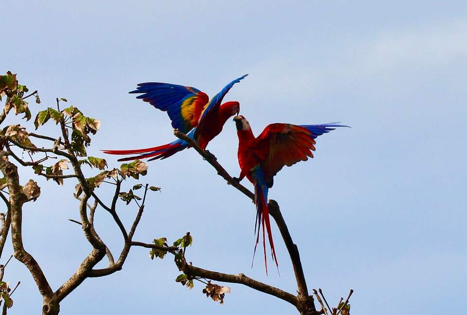 Topanga Villa - Ojochal, Costa Rica