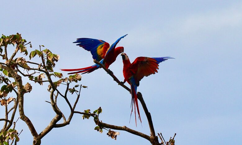 Topanga Villa - Ojochal, Costa Rica
