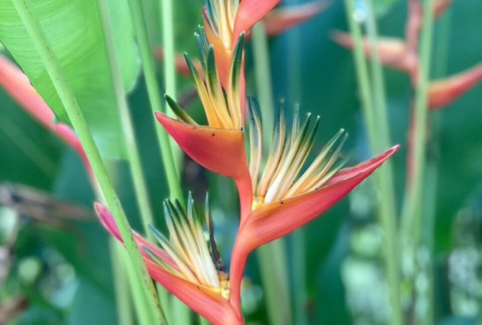 Topanga Villa - Ojochal, Costa Rica