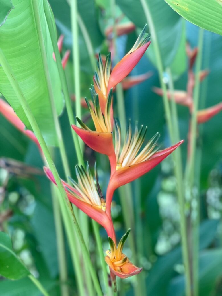 Topanga Villa - Ojochal, Costa Rica