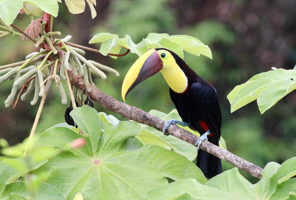 Topanga Villa - Ojochal, Costa Rica