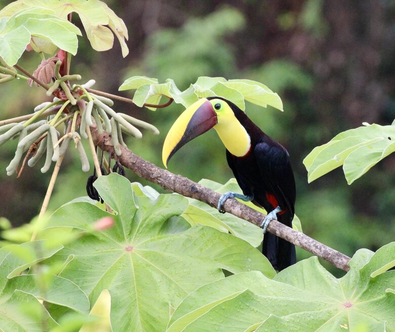 Topanga Villa - Ojochal, Costa Rica