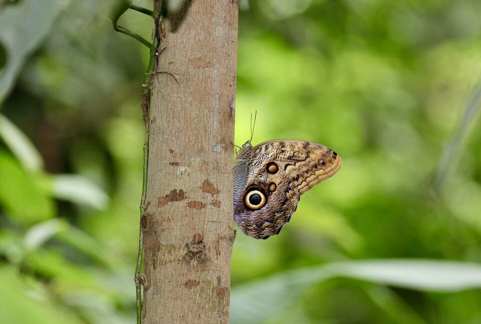 Topanga Villa - Ojochal, Costa Rica