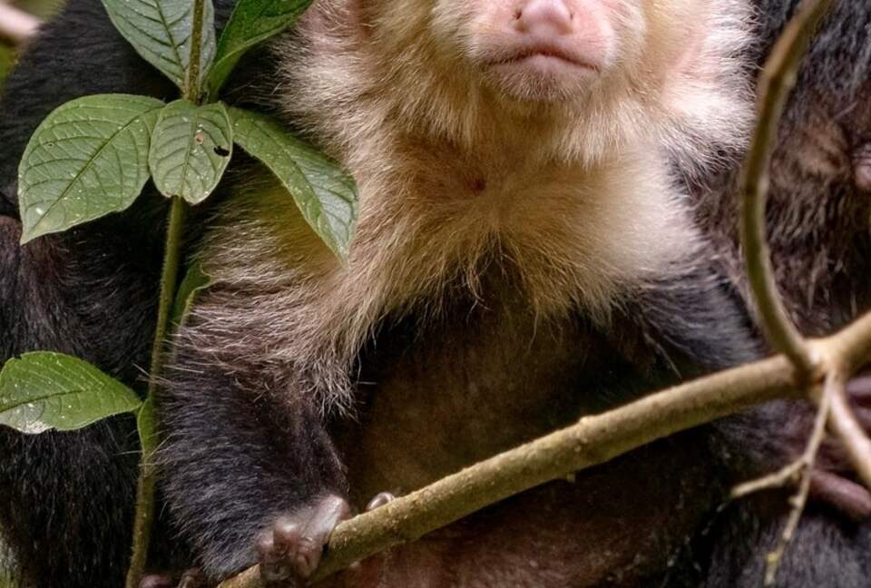 Topanga Villa - Ojochal, Costa Rica