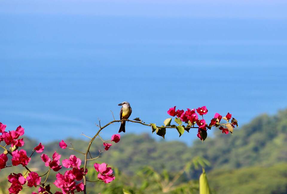 Topanga Villa - Ojochal, Costa Rica
