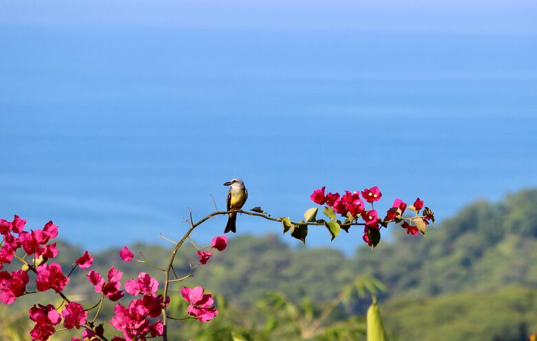 Topanga Villa - Ojochal, Costa Rica