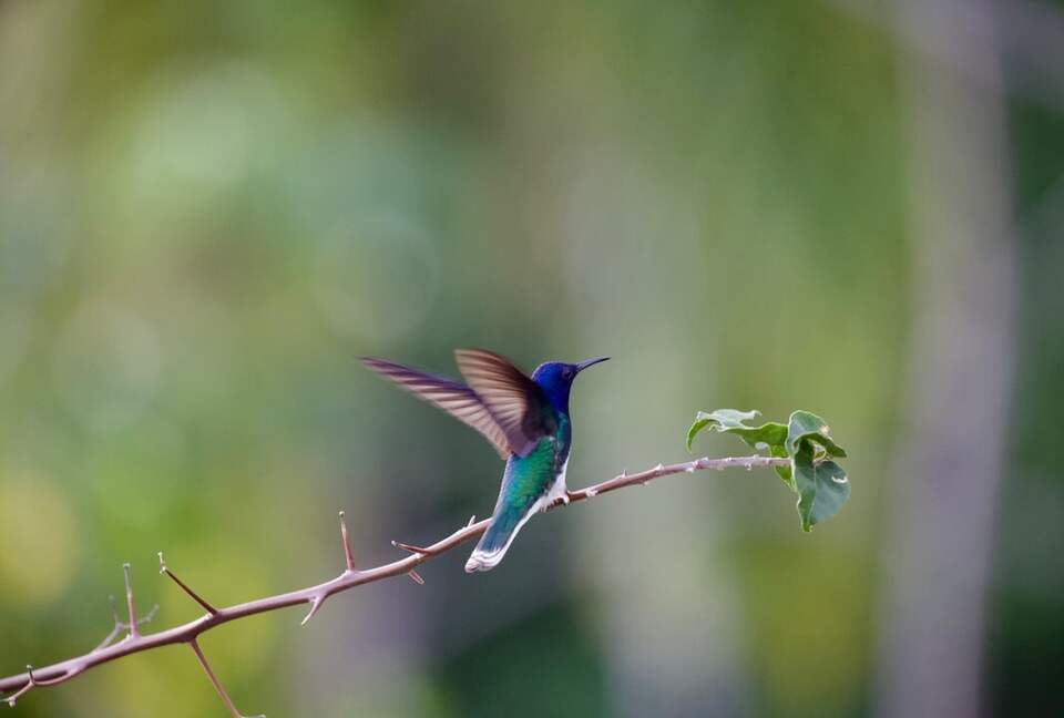 Topanga Villa - Ojochal, Costa Rica