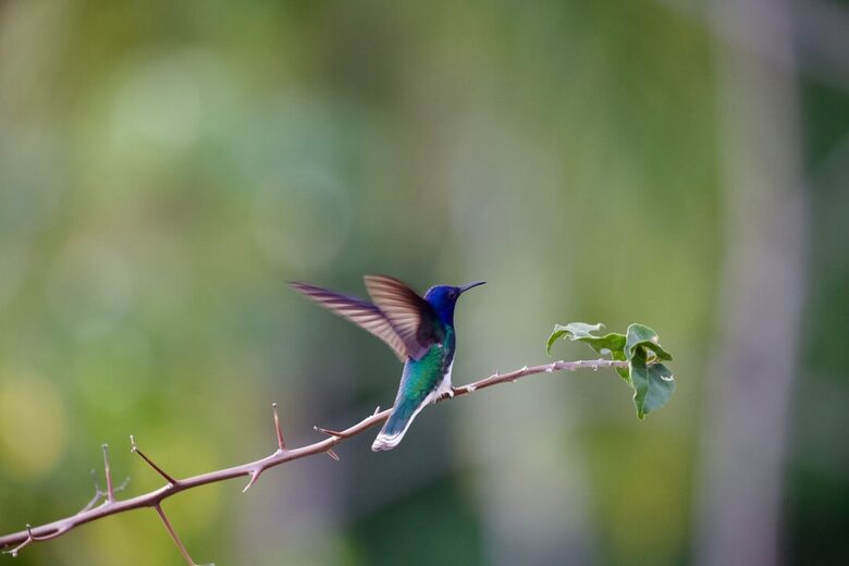 Topanga Villa - Ojochal, Costa Rica