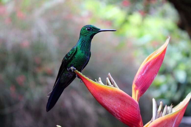 Topanga Villa - Ojochal, Costa Rica