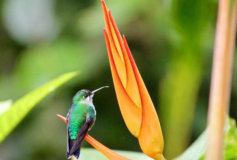 Topanga Villa - Ojochal, Costa Rica