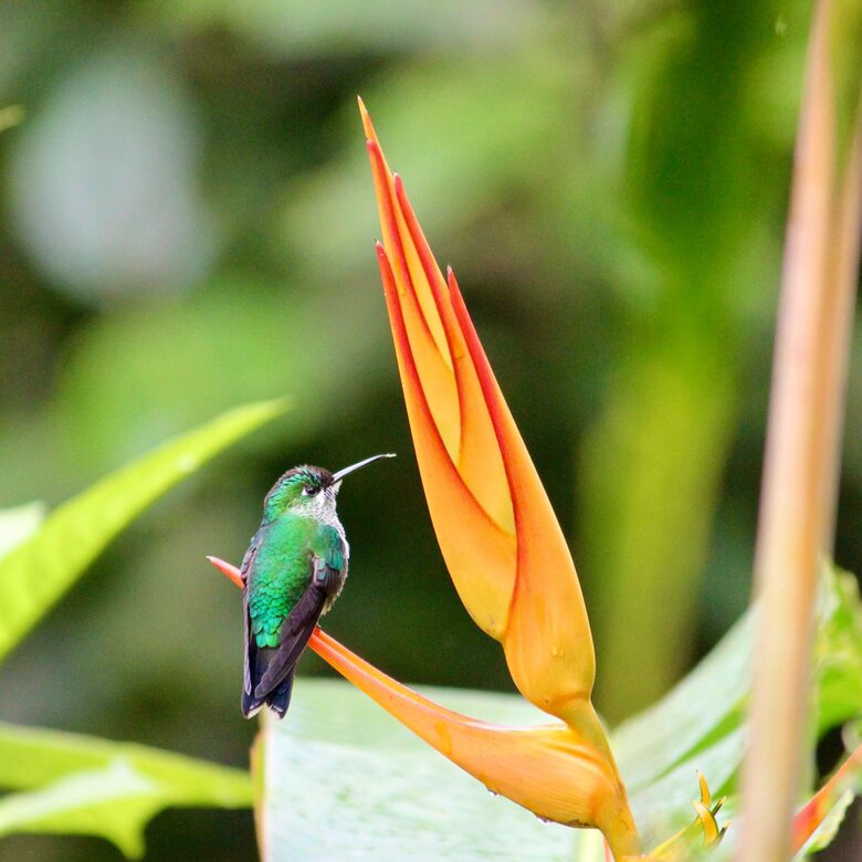 Topanga Villa - Ojochal, Costa Rica