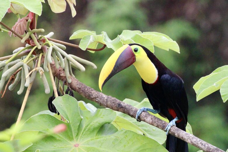 Topanga Villa - Ojochal, Costa Rica