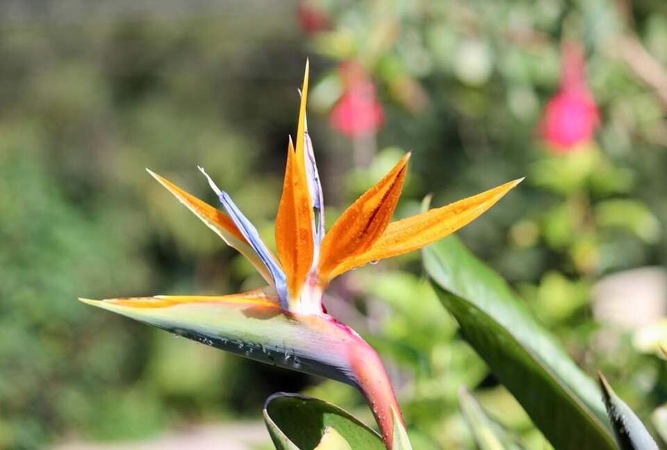 Topanga Villa - Ojochal, Costa Rica