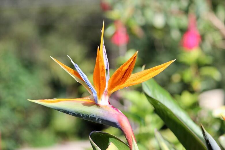 Topanga Villa - Ojochal, Costa Rica