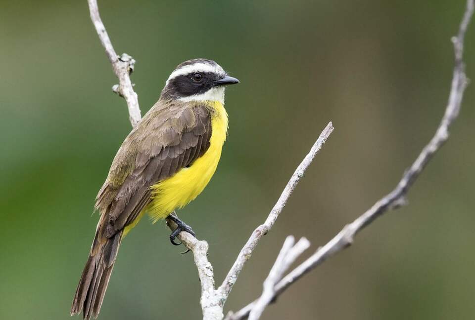 Topanga Villa - Ojochal, Costa Rica