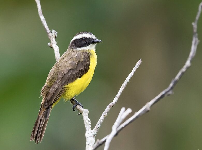 Topanga Villa - Ojochal, Costa Rica